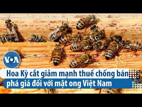 , title : 'Hoa Kỳ cắt giảm mạnh thuế chống bán phá giá đối với mật ong Việt Nam | VOA'
