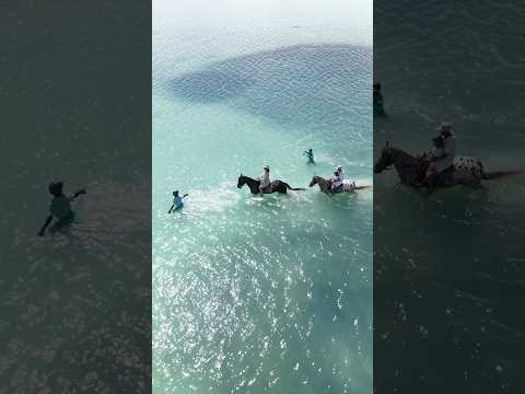 Horse Riding — Nengo Water Sports