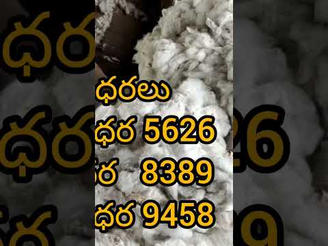 #cotton prices #patti dharalu #shotsvideo 18-10-2022