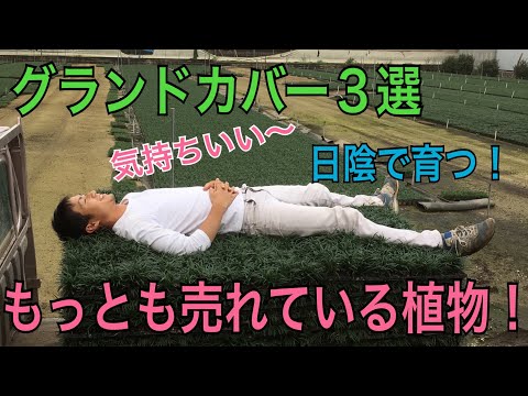 芝生の代わりに適したグランドカバーは何ですか?あなたの庭の土壌に応じてトップ3をご紹介します。  庭園