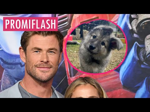 Chris Hemsworth und Elsa begrüßen pelziges Familienmitglied