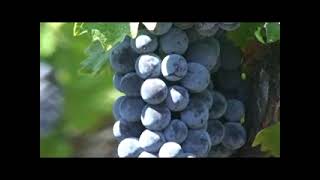 preview picture of video 'Walsh Vineyard Management: Vine Cooling Trial'