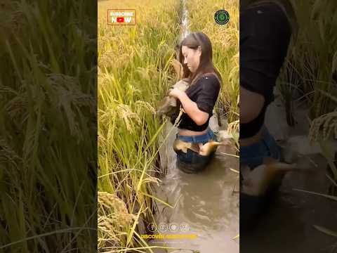 Integrated Rice - Fish Farming #shorts