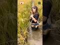 Integrated Rice Fish Farming Shorts
