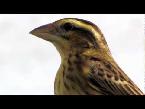 Bird ID Identification ~ Birder Twitcher RSPB or BTO ~ Siskin ? can you help ID ?