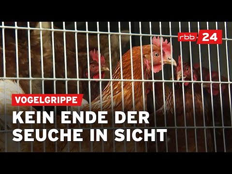Vogelgrippe: Stallpflicht wird ausgeweitet | rbb24 Spezial