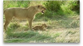 AFRICAN SAFARI | MAASAI MARA, KENYA Part 2 - YouTube