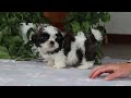 Shih Tzu dogs for sale: Kyle - Video 1