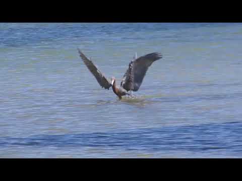 Reddish Egrets Fighting Over Foraging Habitat 3-6-2018 NE end of Dunedin Causeway