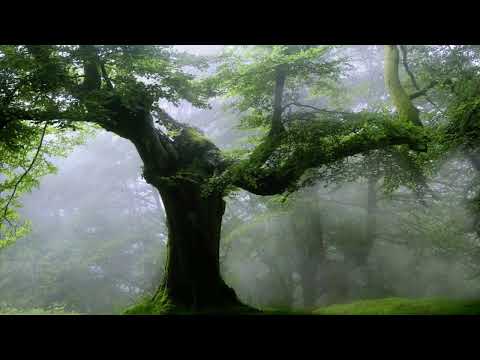 Akhlaqul Karimah Live Stream