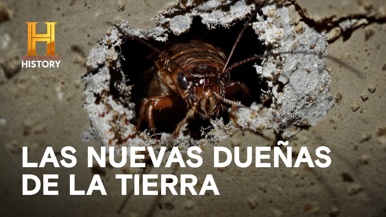 El mundo después de nosotros - LA TIERRA SIN HUMANOS