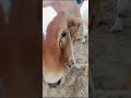 Tik Tok Par Viral Honay Wala Bakra Child Latest Video Viral Crying Child Video Love For Bakra Latest