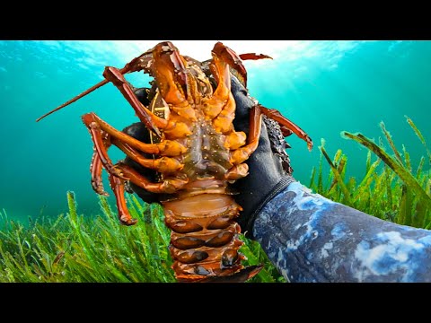HOW TO: Catch Eastern Rock Lobster - Sydney, Australia