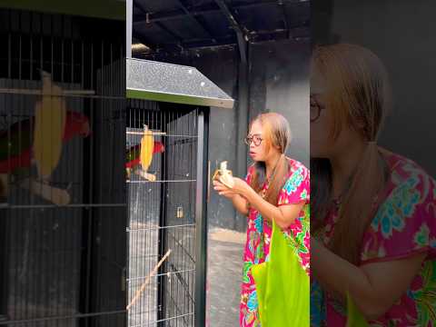 Ngempanin burung