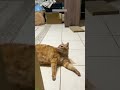Cute Cats Try Not To Laugh ‍ Episode 3969
