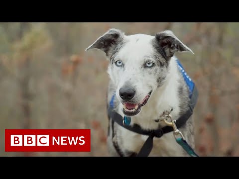 オーストラリア火災。救助犬ベアがコアラを救う - BBC ニュース (Australia Fires: Bear the rescue dog saves koalas - BBC News)