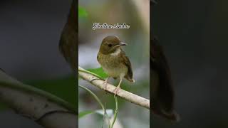 Download lagu burung sikatan rimba dada cokelat #birds #thebirdsonggroup #birdsounds #birdsong #birdingparadise mp3