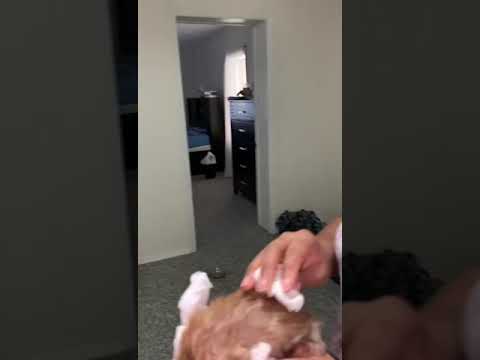 Kittens 😸  😸  Pablo and Left Eye being rescued by Miriam and Tameka from going on the streets.