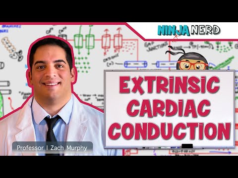 Cardiovascular | Electrophysiology | Extrinsic Cardiac Conduction System