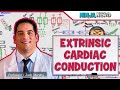 Electrophysiology Explained: How Autonomic Nervous System Controls Heart Rate