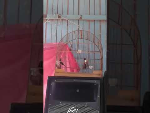 Pico chante commun Brésil de LéaL Jean-Luc 2018