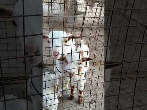 #shorts #youtubeshorts #chocolate #viral