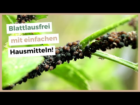 Die 4 wirksamsten Tipps GEGEN BLATTLÄUSE: Blattläuse natürlich bekämpfen & loswerden!