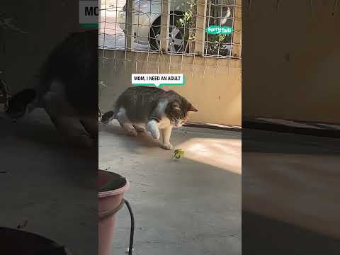 Praying mantis picks a fight with cat 🤣 (🎥: ViralHog)