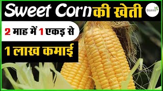 Sweet Corn Ki Kheti दो माह में 1 एकड़ से 1 लाख कमाई