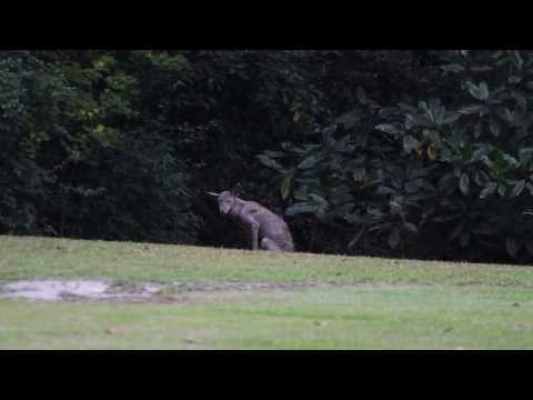 Chupacabra Caught On Camera! Full Video Picayune,MS [HD]