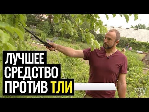 Тля. Как НАВСЕГДА избавиться от тли на деревьях и других растениях? Советует Иван Русских!