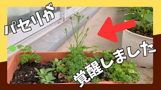 家庭菜園【食糧備蓄】アボカド・カルダモン・すもも等の種を植えてみた！