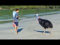 Cassowary Vs Man Graphic