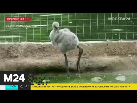 В Московском зоопарке вылупились птенцы фламинго - Москва 24