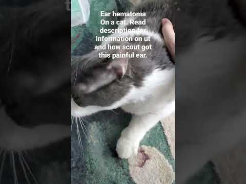 ear hematoma on cats. read description