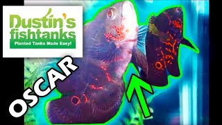 Oscars, Ol' Dirty Oscar Fish, Species Sunday