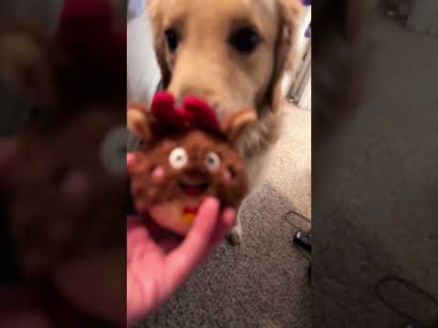 #music #song #lyrics #dog #goldretriever #dogowner #puppy #goldendog #cover #kpop