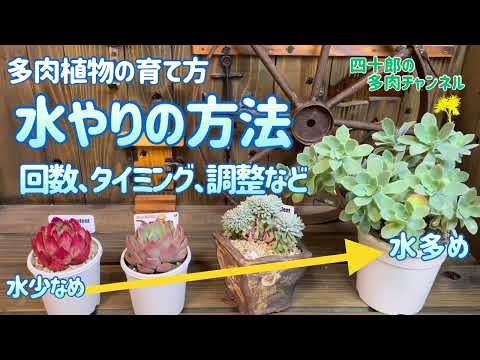 多肉植物の水やり:少ないほど良い! トピックス