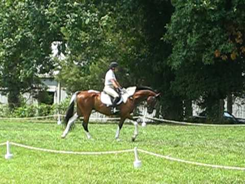 Bold Art - Olney BN Dressage 8/1/10