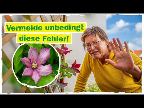 CLEMATIS IM KÜBEL: Vermeide diese Fehler beim Clematis pflanzen!