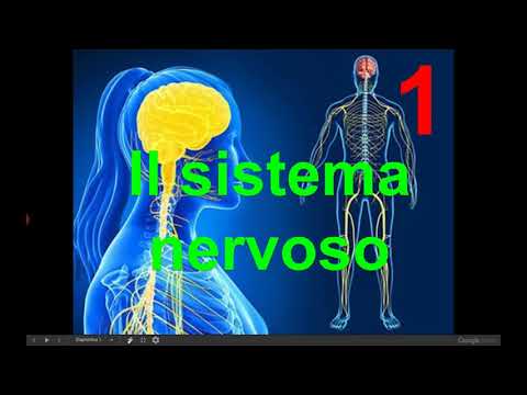 Scienze3: il sistema nervoso (parte prima)