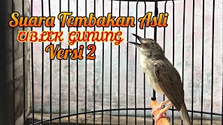 Download lagu Suara Asli Ciblek Gunung Versi 2 mp3