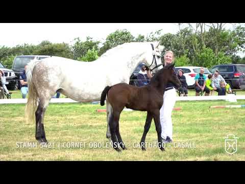 Fohlenprämierung Föhr 2019 | Stute | St. 5421 | Cornet Obolensky - Carthago - Casall | ZG Rörden
