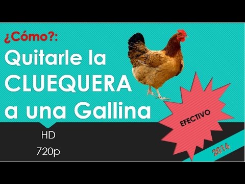 , title : '¿Como quitarle la Cluequera a una gallina ¡EFECTIVO¡ HD'