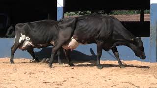 Vídeo 43 - 1ª ETAPA MEGA LIQUIDAÇÃO TOTAL AGROPECUÁRIA MARAJOARA - DIA 4 | GADO GIROLANDO E HOLANDÊS