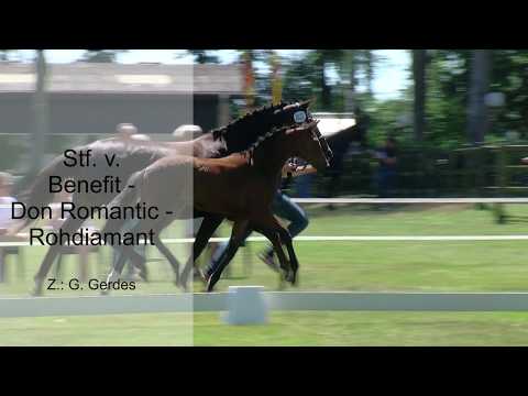 Stf v Benefit x Don Romantic x Rohdiamant 2019