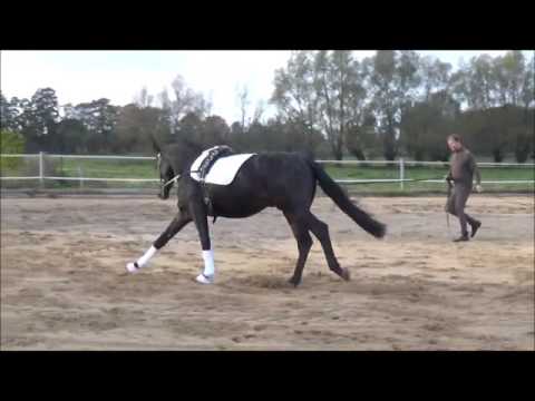 Junghengst 2j. DSP v. Diarado  zu verkaufen