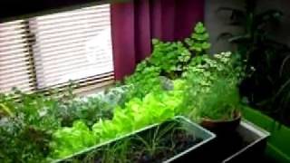 Indoor Aquaponics Garden - Free Food!