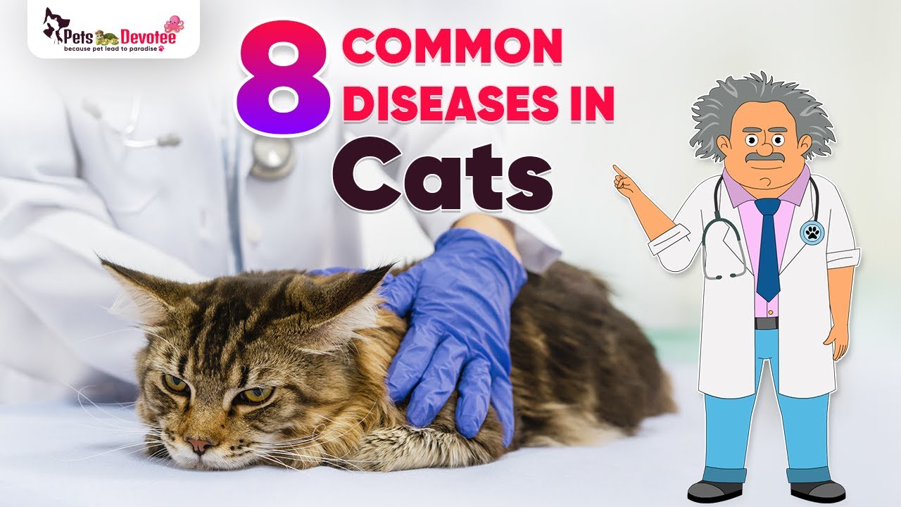 8 Common Diseases in Pet Cats| Pet Care Expert| Dr. Pawsome
