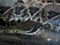 Nice Snake 2